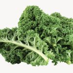 Chou kale Bio