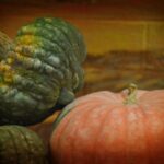 Courge Potimarron Bio